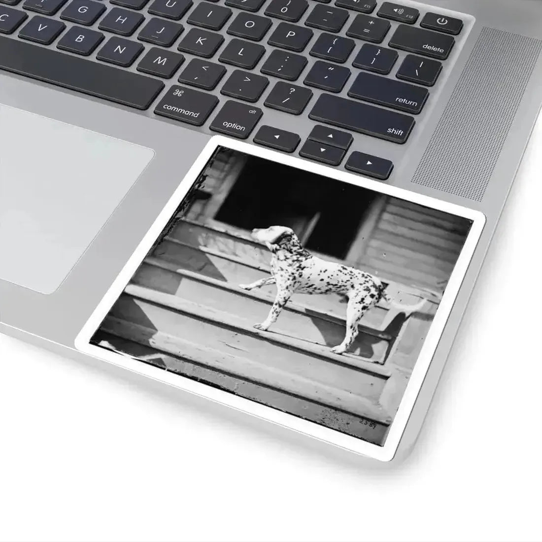 City Point, Virginia. General Rufus Ingall's Coach Dog (U.S. Civil War) STICKER Vinyl Kiss-Cut Decal - The Sticker Space