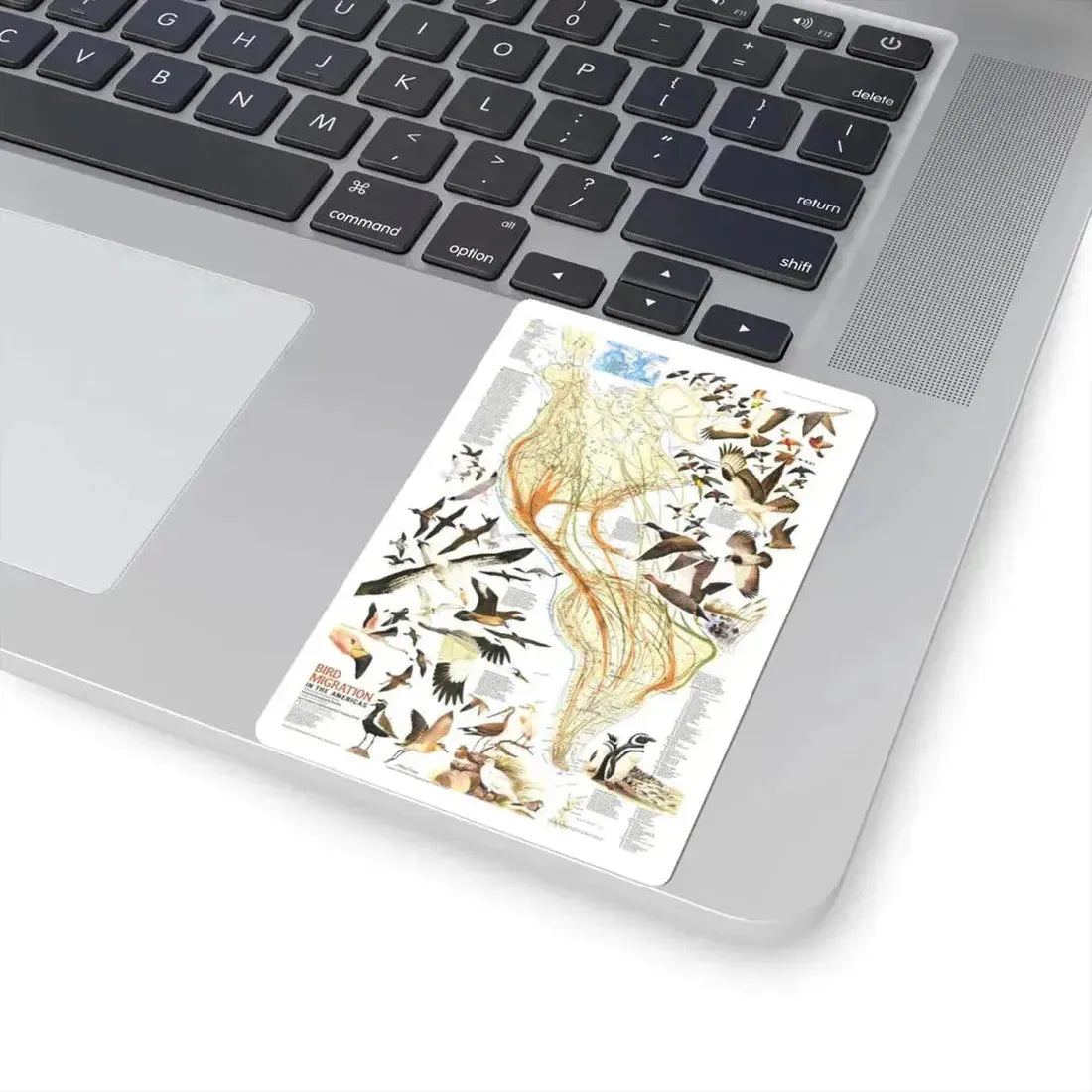 America - Bird Migration (1969) (Map) STICKER Vinyl Kiss-Cut Decal - The Sticker Space
