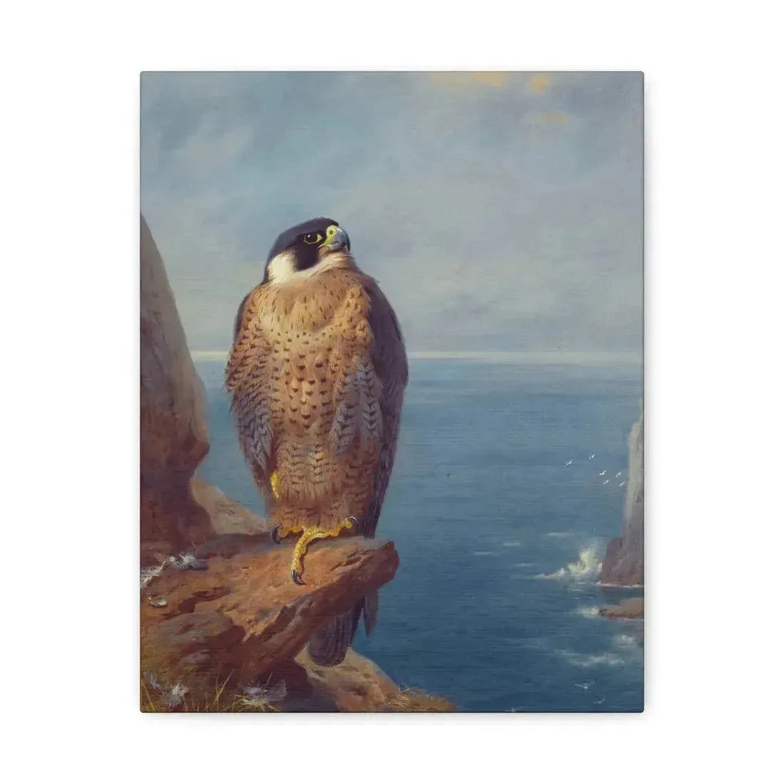 Archibald Thorburn (1860-1935) A Peregrine Falcon Perched on a Sea Cliff - Watercolour with bodycolour o - Canvas Wall Art 11″ x 14″ 1.25" - The Sticker Space
