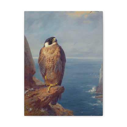 Archibald Thorburn (1860-1935) A Peregrine Falcon Perched on a Sea Cliff - Watercolour with bodycolour o - Canvas Wall Art-12″ x 16″-The Sticker Space