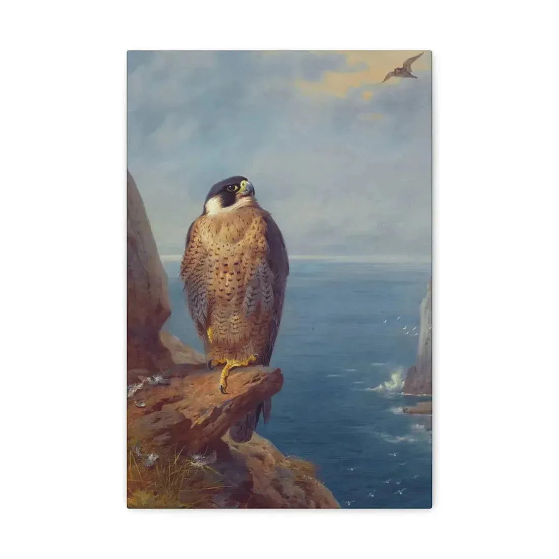 Archibald Thorburn (1860-1935) A Peregrine Falcon Perched on a Sea Cliff - Watercolour with bodycolour o - Canvas Wall Art 12" x 18" 1.25" - The Sticker Space