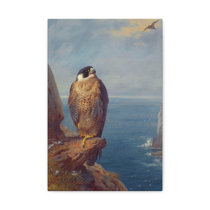 Archibald Thorburn (1860-1935) A Peregrine Falcon Perched on a Sea Cliff - Watercolour with bodycolour o - Canvas Wall Art-12" x 18"-The Sticker Space