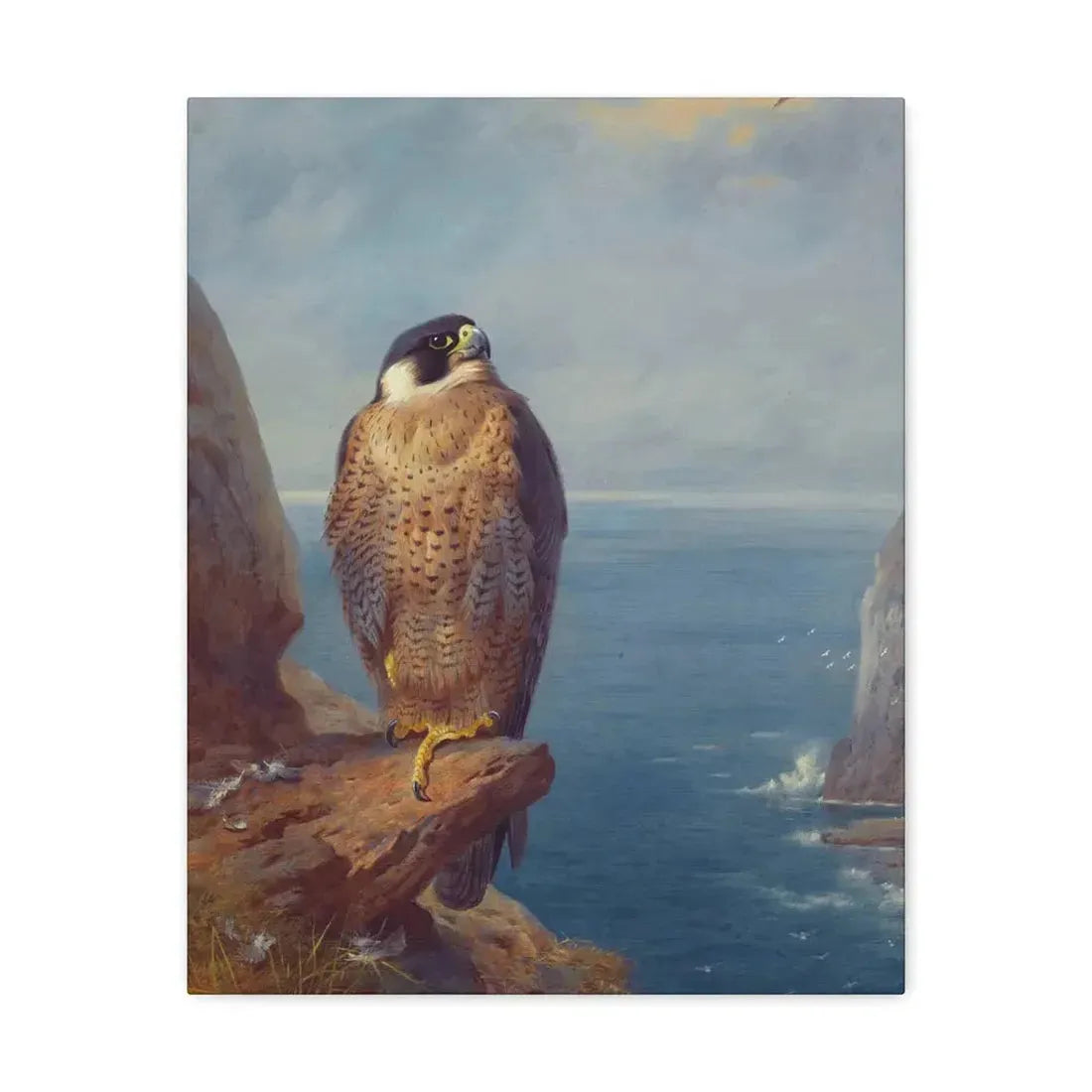 Archibald Thorburn (1860-1935) A Peregrine Falcon Perched on a Sea Cliff - Watercolour with bodycolour o - Canvas Wall Art 16″ x 20″ 1.25" - The Sticker Space