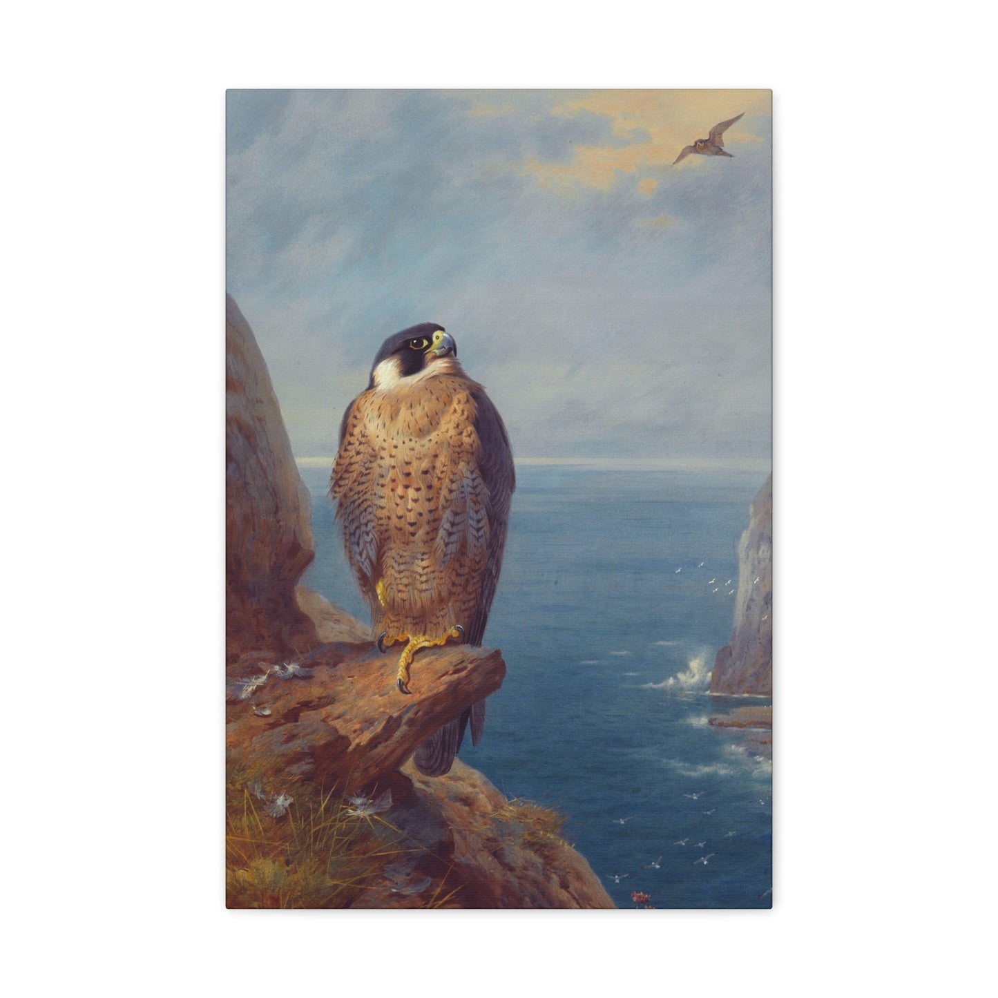 Archibald Thorburn (1860-1935) A Peregrine Falcon Perched on a Sea Cliff - Watercolour with bodycolour o - Canvas Wall Art-16″ x 24″-The Sticker Space