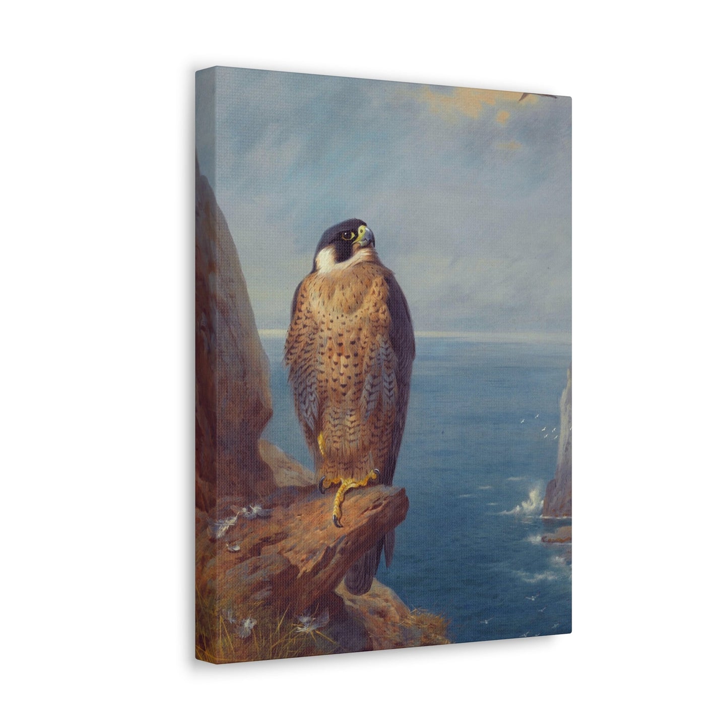 Archibald Thorburn (1860-1935) A Peregrine Falcon Perched on a Sea Cliff - Watercolour with bodycolour o - Canvas Wall Art-The Sticker Space