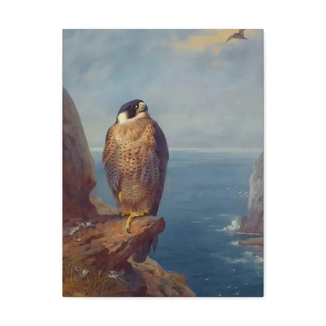 Archibald Thorburn (1860-1935) A Peregrine Falcon Perched on a Sea Cliff - Watercolour with bodycolour o - Canvas Wall Art 18″ x 24″ 1.25" - The Sticker Space