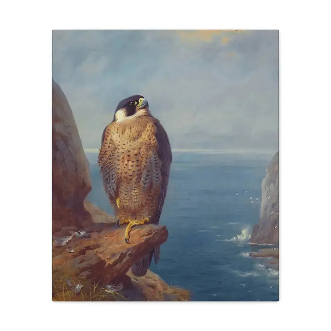 Archibald Thorburn (1860-1935) A Peregrine Falcon Perched on a Sea Cliff - Watercolour with bodycolour o - Canvas Wall Art 20″ x 24″ 1.25" - The Sticker Space