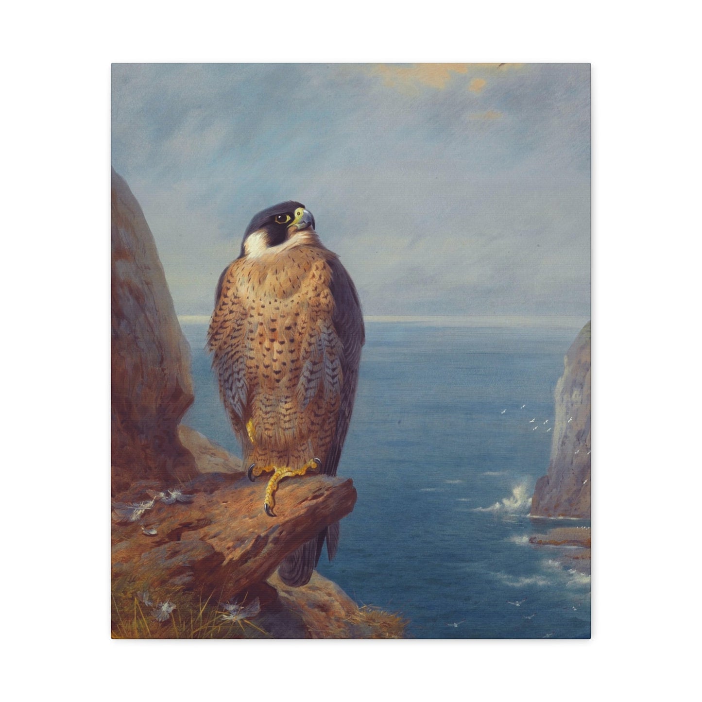 Archibald Thorburn (1860-1935) A Peregrine Falcon Perched on a Sea Cliff - Watercolour with bodycolour o - Canvas Wall Art-20″ x 24″-The Sticker Space