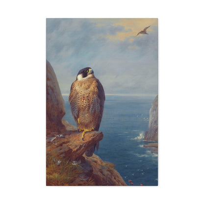 Archibald Thorburn (1860-1935) A Peregrine Falcon Perched on a Sea Cliff - Watercolour with bodycolour o - Canvas Wall Art-20″ x 30″-The Sticker Space