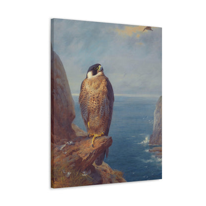 Archibald Thorburn (1860-1935) A Peregrine Falcon Perched on a Sea Cliff - Watercolour with bodycolour o - Canvas Wall Art-The Sticker Space