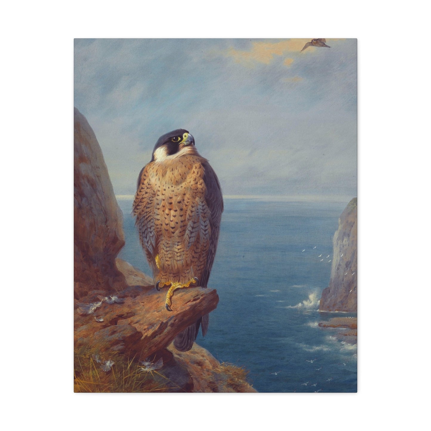 Archibald Thorburn (1860-1935) A Peregrine Falcon Perched on a Sea Cliff - Watercolour with bodycolour o - Canvas Wall Art-24″ x 30″-The Sticker Space