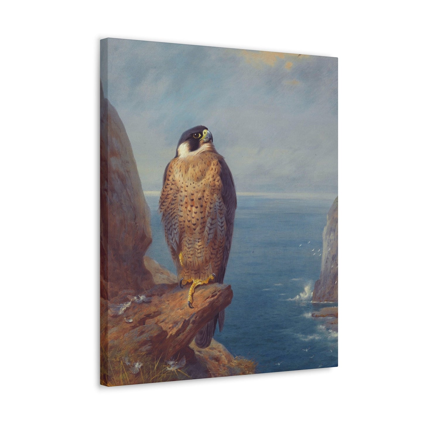 Archibald Thorburn (1860-1935) A Peregrine Falcon Perched on a Sea Cliff - Watercolour with bodycolour o - Canvas Wall Art-The Sticker Space