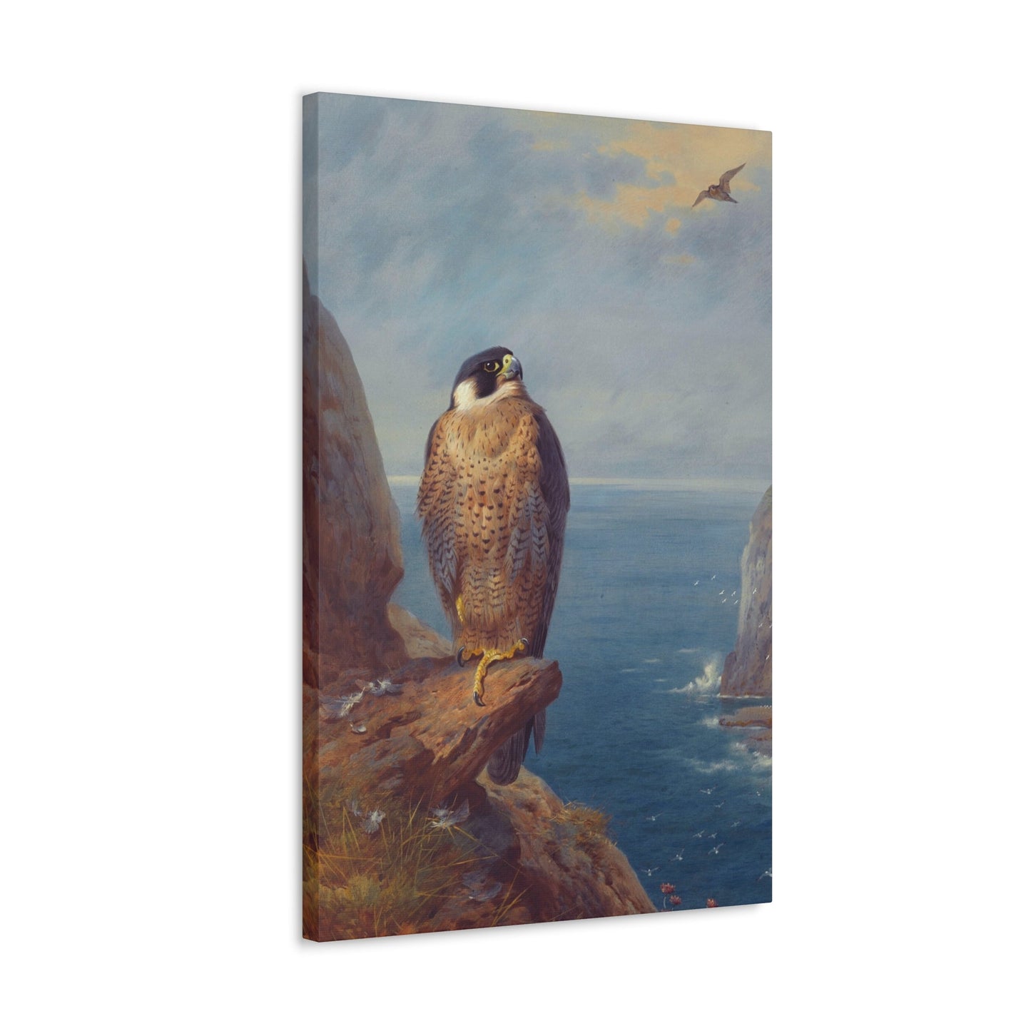 Archibald Thorburn (1860-1935) A Peregrine Falcon Perched on a Sea Cliff - Watercolour with bodycolour o - Canvas Wall Art-The Sticker Space