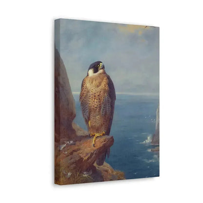 Archibald Thorburn (1860-1935) A Peregrine Falcon Perched on a Sea Cliff - Watercolour with bodycolour o - Canvas Wall Art - The Sticker Space