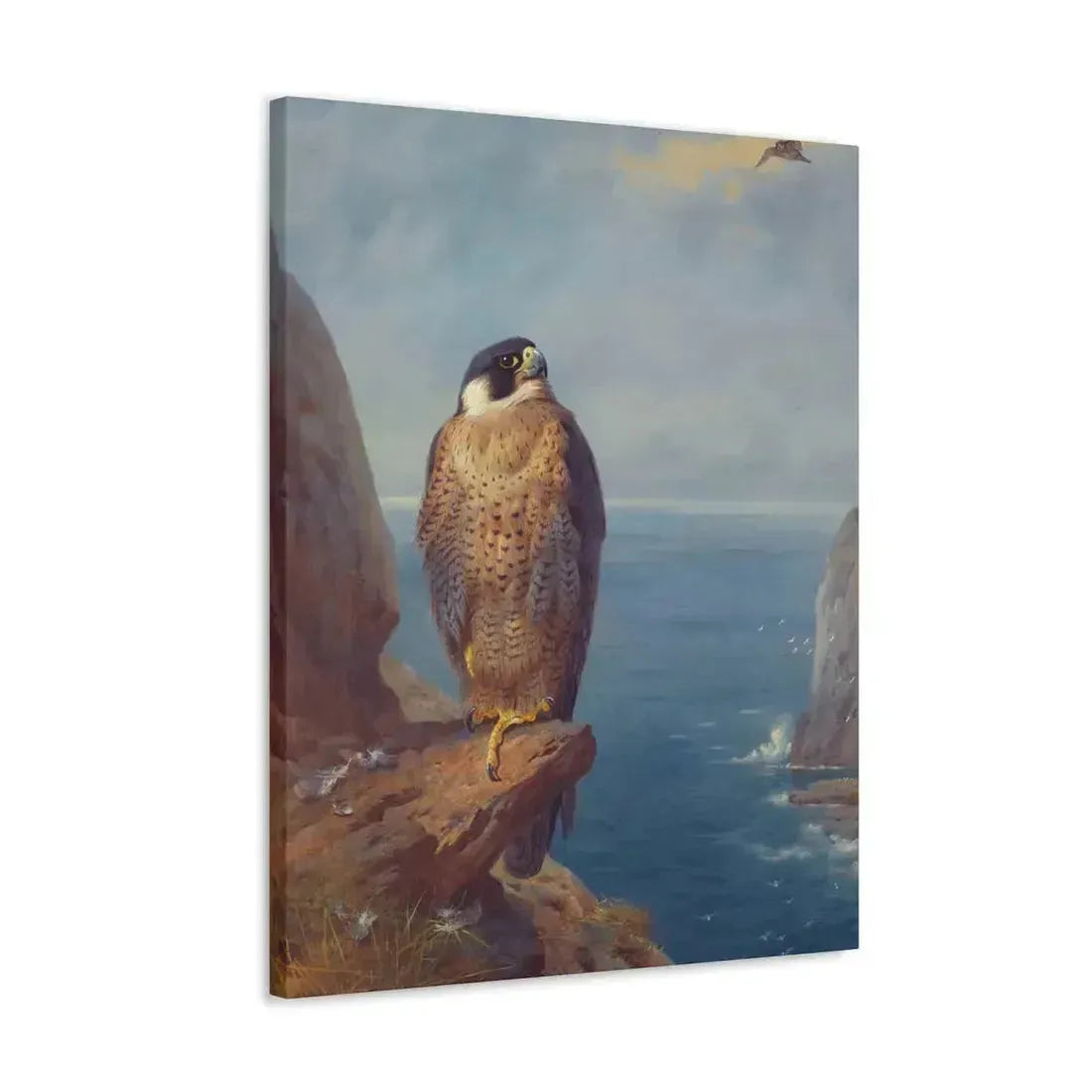 Archibald Thorburn (1860-1935) A Peregrine Falcon Perched on a Sea Cliff - Watercolour with bodycolour o - Canvas Wall Art - The Sticker Space