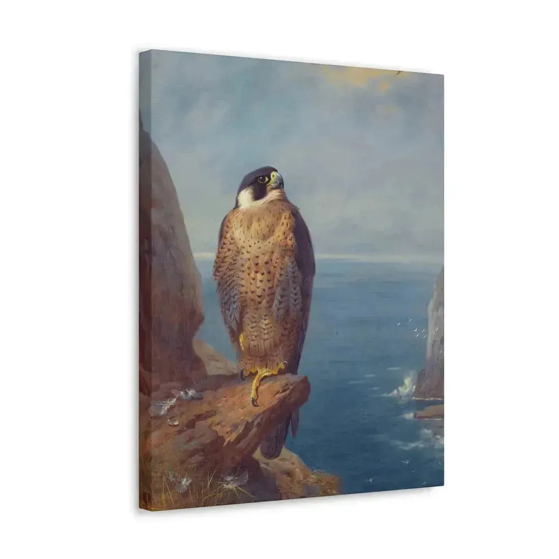 Archibald Thorburn (1860-1935) A Peregrine Falcon Perched on a Sea Cliff - Watercolour with bodycolour o - Canvas Wall Art - The Sticker Space