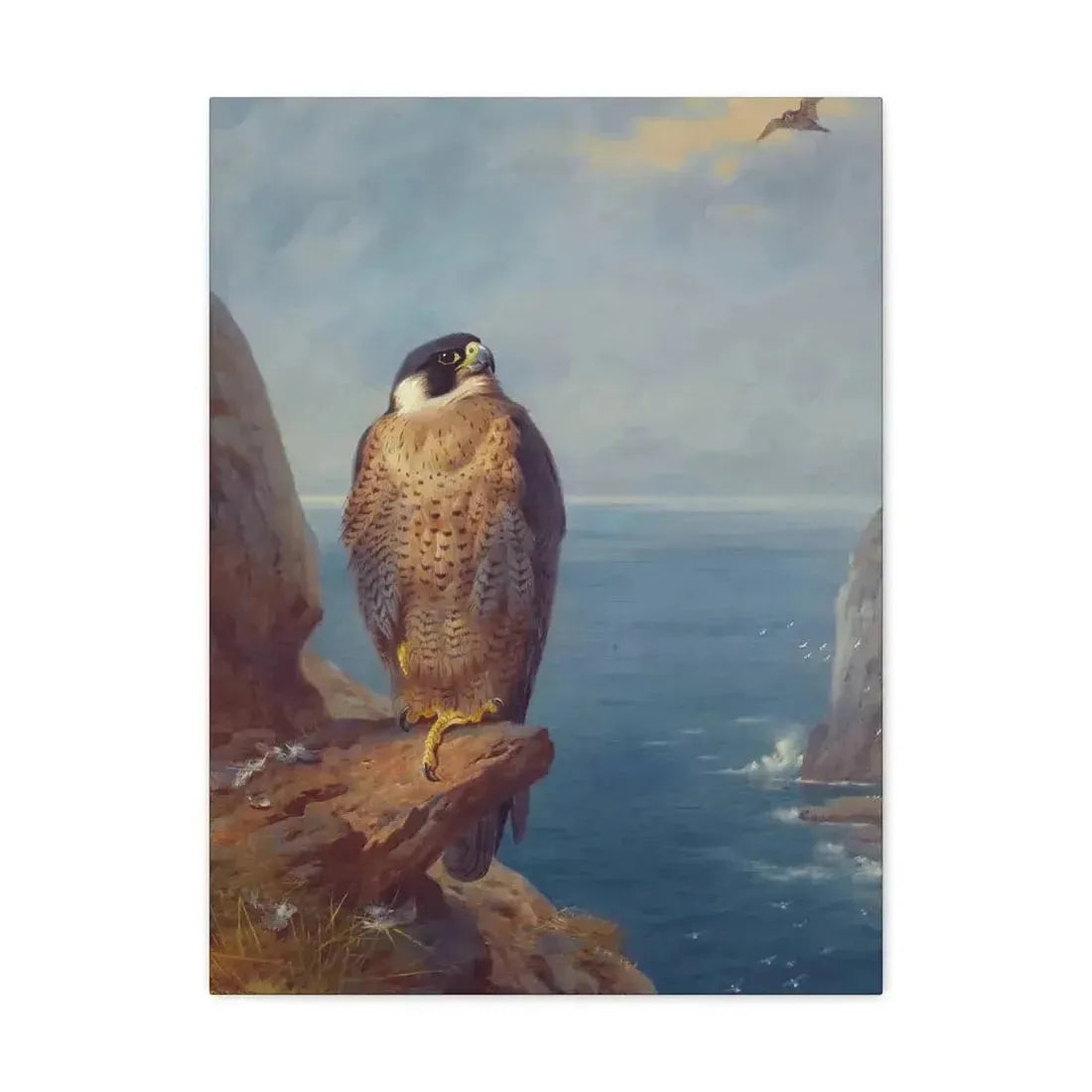 Archibald Thorburn (1860-1935) A Peregrine Falcon Perched on a Sea Cliff - Watercolour with bodycolour o - Canvas Wall Art - The Sticker Space