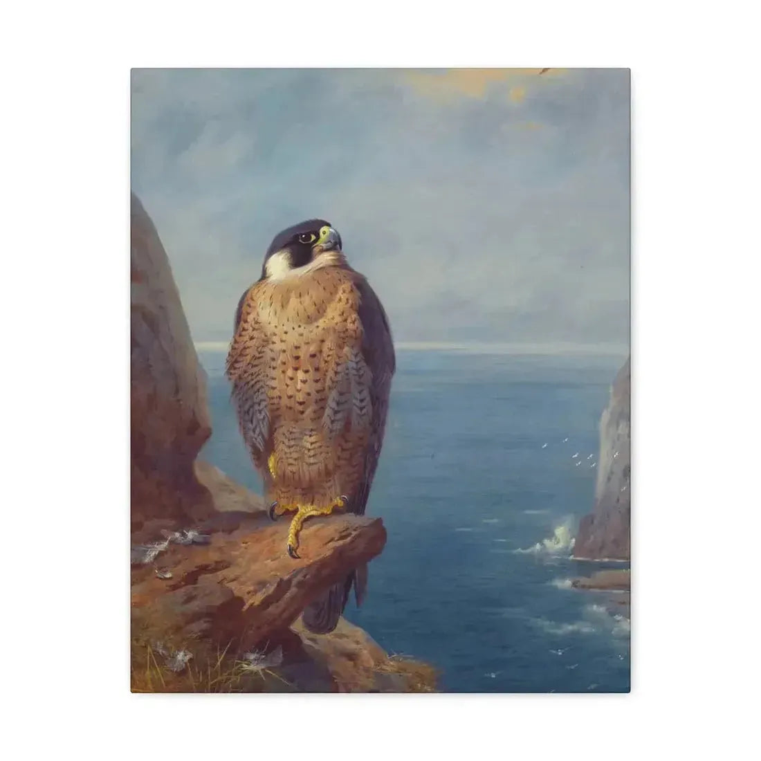 Archibald Thorburn (1860-1935) A Peregrine Falcon Perched on a Sea Cliff - Watercolour with bodycolour o - Canvas Wall Art - The Sticker Space
