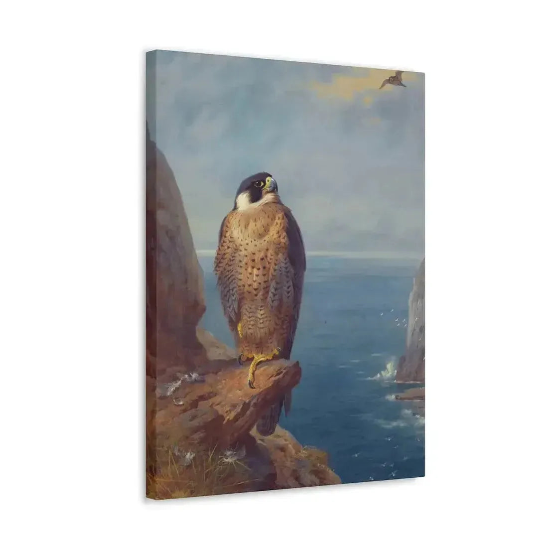 Archibald Thorburn (1860-1935) A Peregrine Falcon Perched on a Sea Cliff - Watercolour with bodycolour o - Canvas Wall Art - The Sticker Space