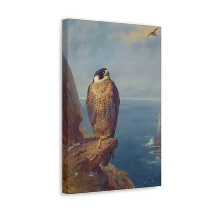 Archibald Thorburn (1860-1935) A Peregrine Falcon Perched on a Sea Cliff - Watercolour with bodycolour o - Canvas Wall Art - The Sticker Space