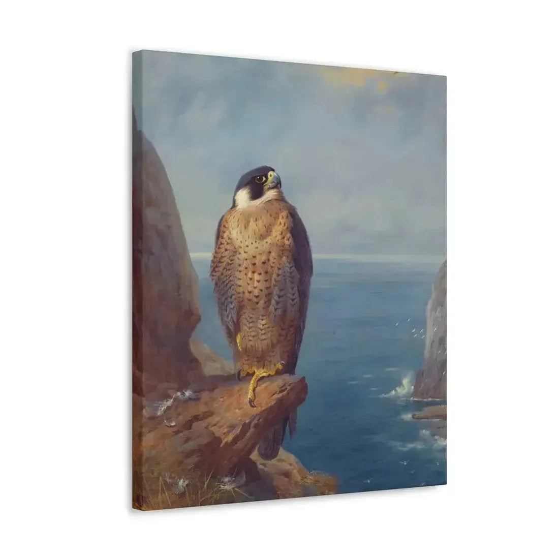 Archibald Thorburn (1860-1935) A Peregrine Falcon Perched on a Sea Cliff - Watercolour with bodycolour o - Canvas Wall Art - The Sticker Space