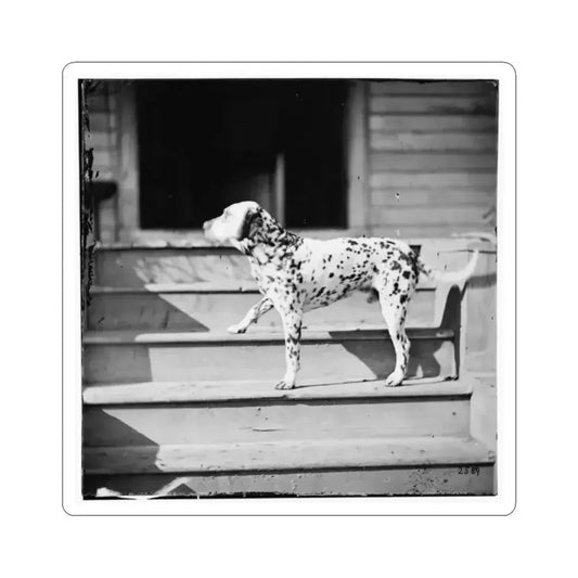 City Point, Virginia. General Rufus Ingall's Coach Dog (U.S. Civil War) STICKER Vinyl Kiss-Cut Decal 2 Inch White - The Sticker Space