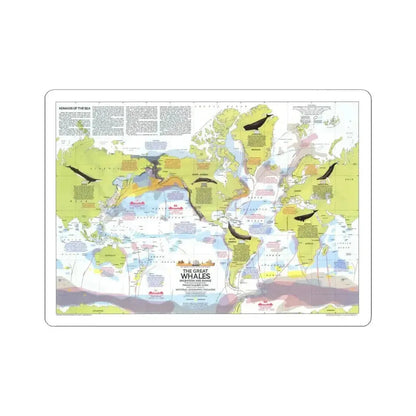 Great Whales, Migration and Range (1976) (Map) STICKER Vinyl Kiss-Cut Decal 4 Inch White - The Sticker Space