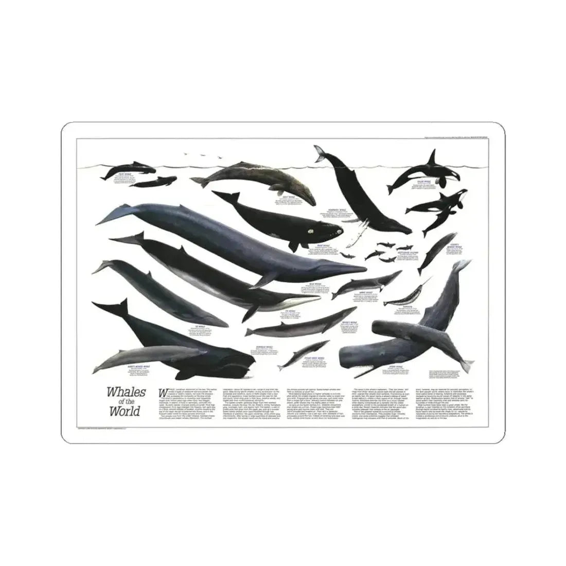 Great Whales of the World (1976) (Map) STICKER Vinyl Kiss-Cut Decal 3 Inch White - The Sticker Space