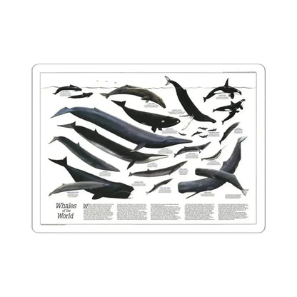 Great Whales of the World (1976) (Map) STICKER Vinyl Kiss-Cut Decal 3 Inch White - The Sticker Space