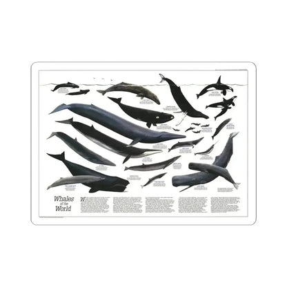Great Whales of the World (1976) (Map) STICKER Vinyl Kiss-Cut Decal 4 Inch White - The Sticker Space