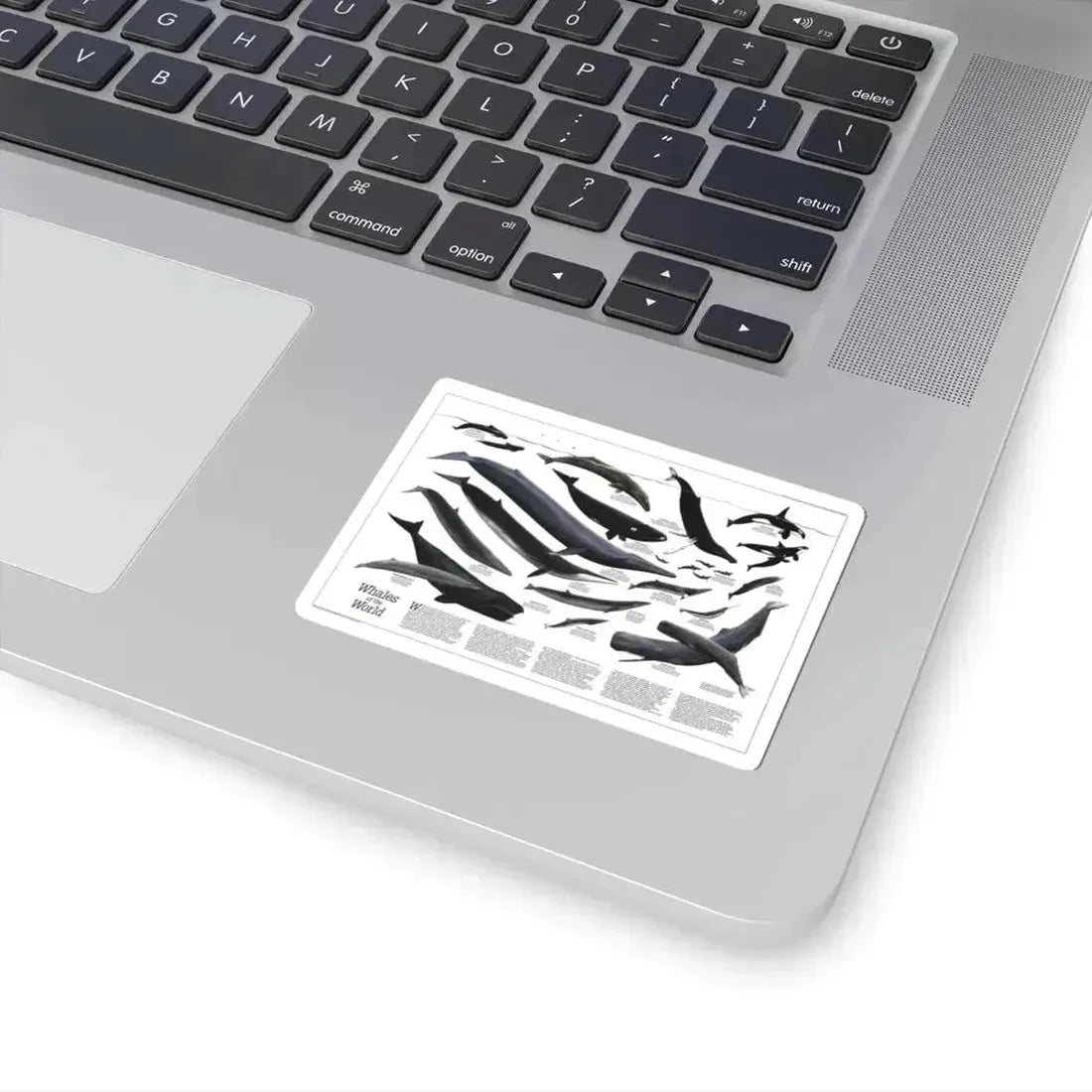 Great Whales of the World (1976) (Map) STICKER Vinyl Kiss-Cut Decal - The Sticker Space