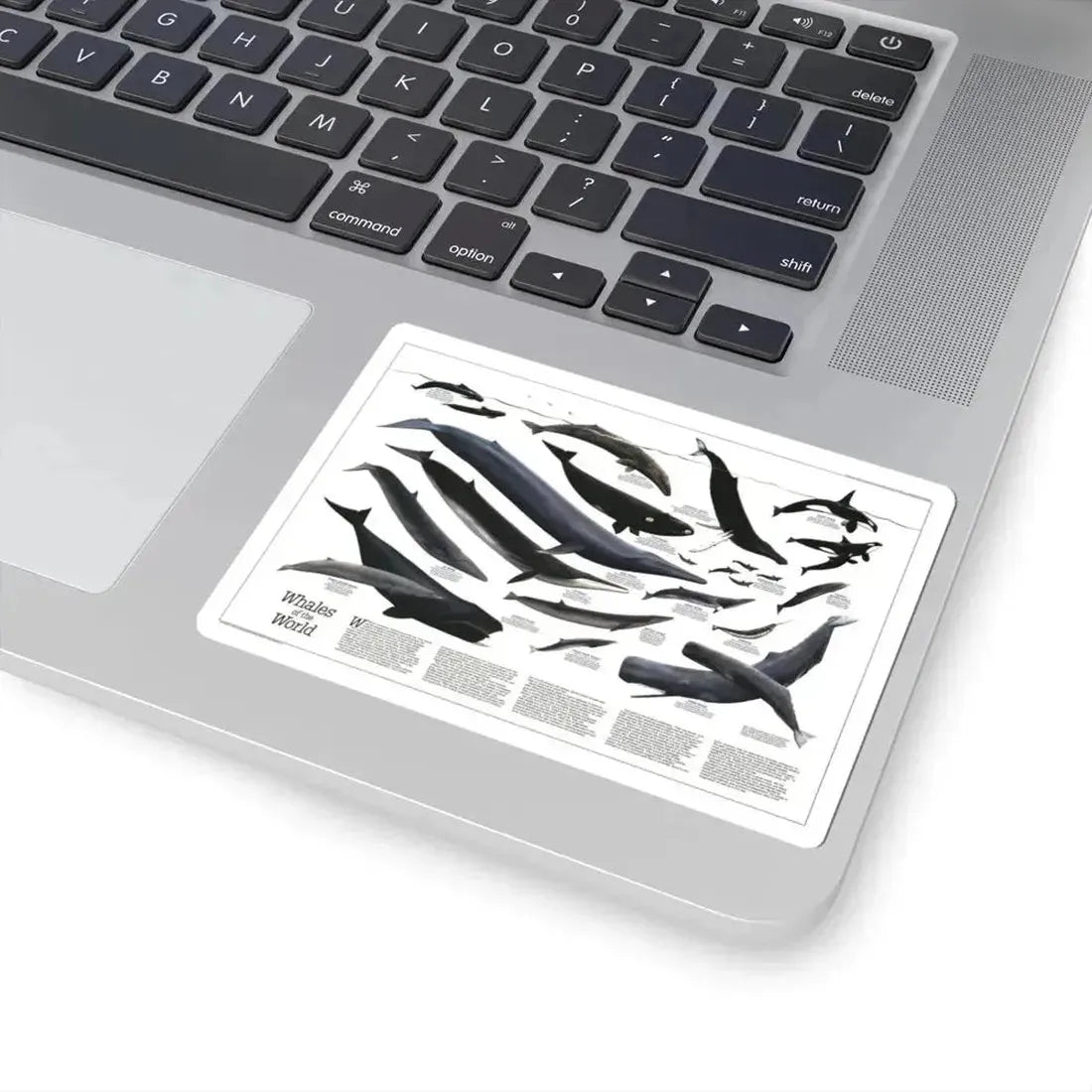 Great Whales of the World (1976) (Map) STICKER Vinyl Kiss-Cut Decal - The Sticker Space