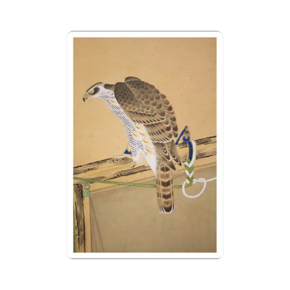 Painted goshawk with barred breast and scalloped wings perched on a wooden branch, with a blue and white braided cord.