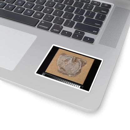 unknown - Head of a Buddhist Image - ca. 6th–7th century v1 - STICKER Vinyl Kiss-Cut Decal