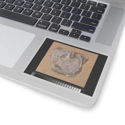 unknown - Head of a Buddhist Image - ca. 6th–7th century v1 - STICKER Vinyl Kiss-Cut Decal