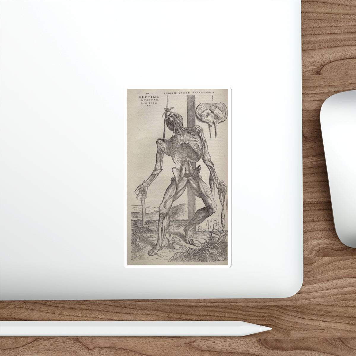 VESALIUS, Andreas - Dissected human body (Artwork) STICKER Vinyl Die-Cut Decal-The Sticker Space