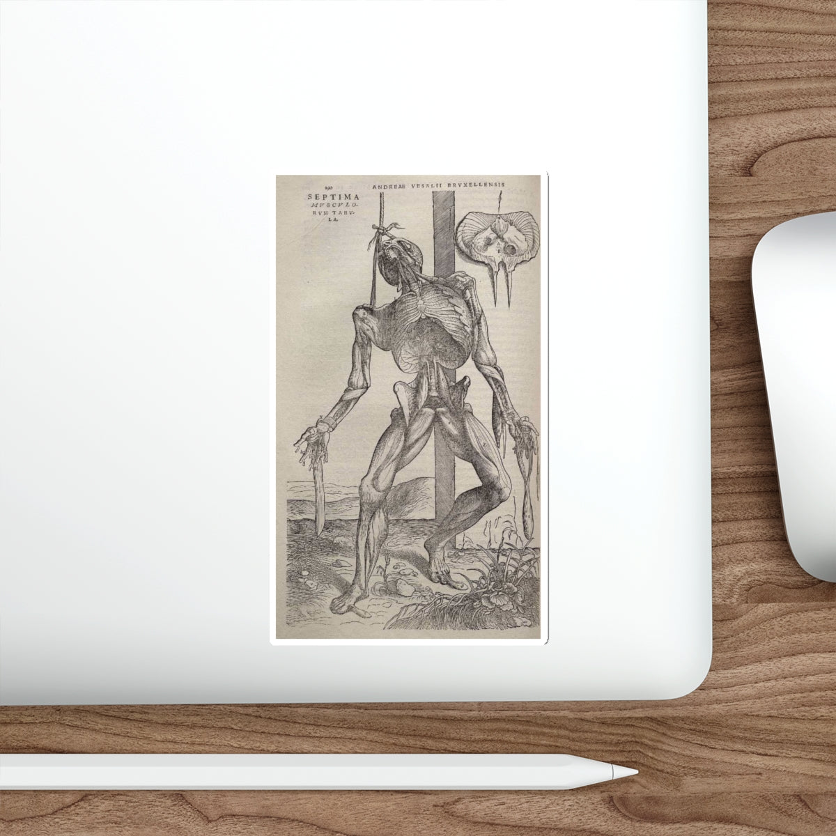 VESALIUS, Andreas - Dissected human body (Artwork) STICKER Vinyl Die-Cut Decal-The Sticker Space