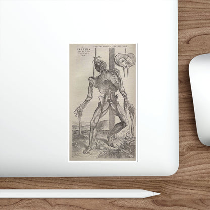 VESALIUS, Andreas - Dissected human body (Artwork) STICKER Vinyl Die-Cut Decal-The Sticker Space