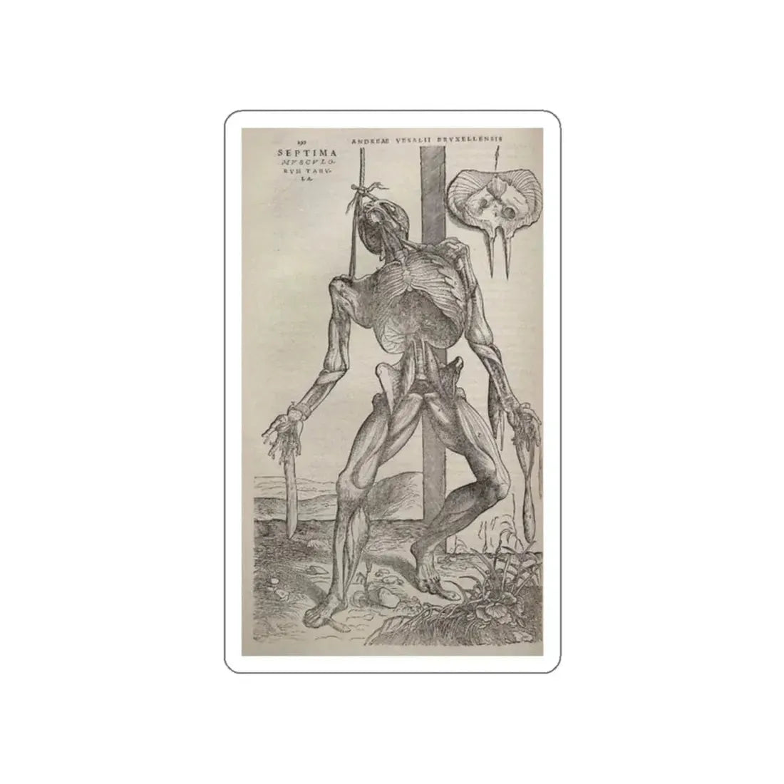 VESALIUS, Andreas - Dissected human body (Artwork) STICKER Vinyl Die-Cut Decal White Die-Cut 2 Inch - The Sticker Space