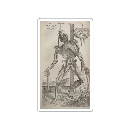 VESALIUS, Andreas - Dissected human body (Artwork) STICKER Vinyl Die-Cut Decal White Die-Cut 2 Inch - The Sticker Space