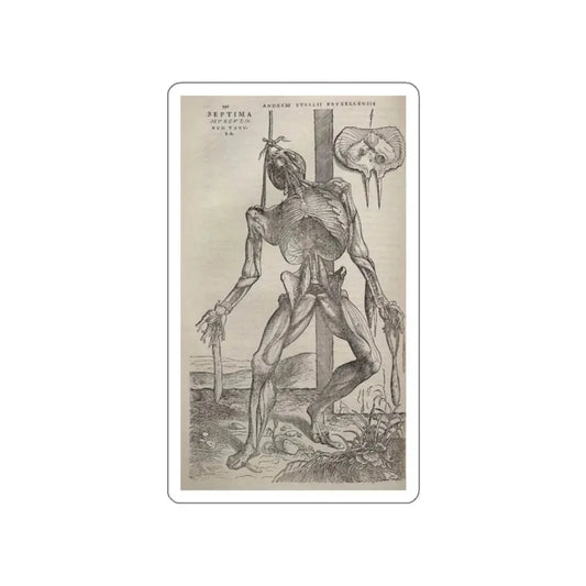 VESALIUS, Andreas - Dissected human body (Artwork) STICKER Vinyl Die-Cut Decal White Die-Cut 2 Inch - The Sticker Space