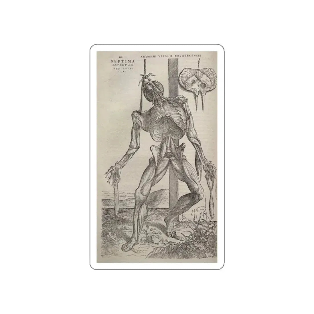 VESALIUS, Andreas - Dissected human body (Artwork) STICKER Vinyl Die-Cut Decal White Die-Cut 3 Inch - The Sticker Space