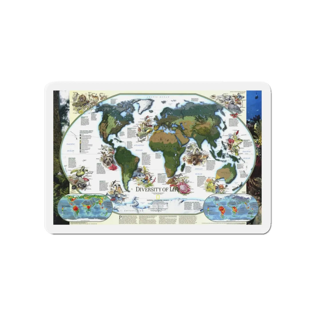 World Map - Diversity of Life (1999) (Map) Refrigerator Magnet 4 Inch - The Sticker Space