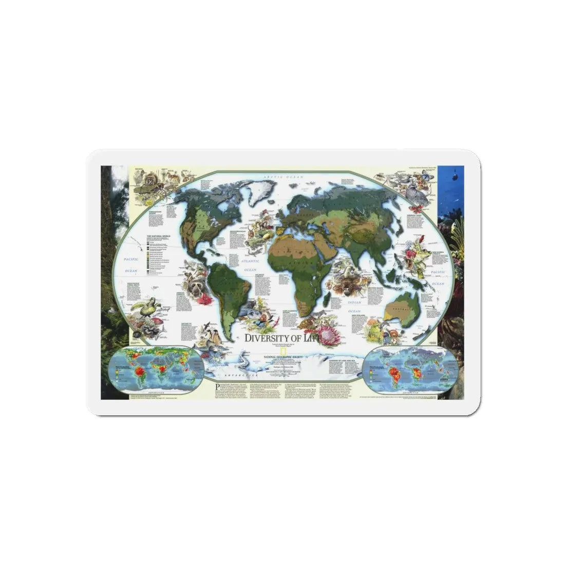 World Map - Diversity of Life (1999) (Map) Refrigerator Magnet 6 Inch - The Sticker Space